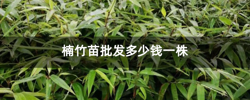 楠竹苗批发多少钱一株