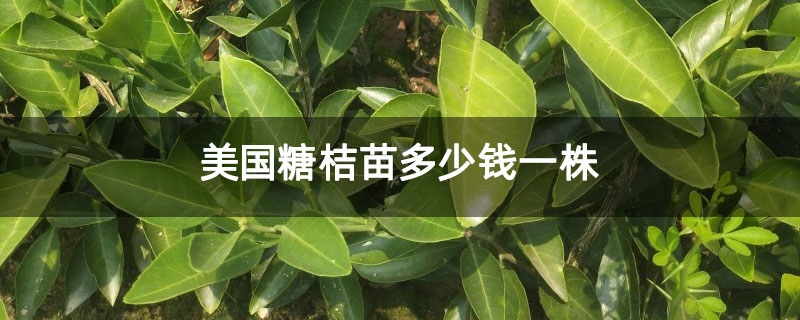 美国糖桔苗多少钱一株