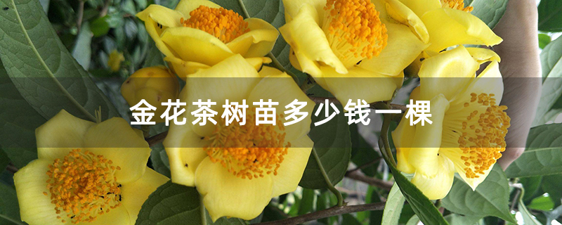 金花茶树苗多少钱一棵