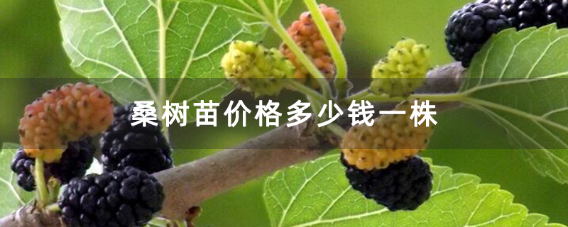 桑树苗价格多少钱一株