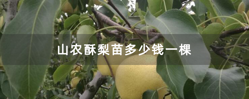 山农酥梨苗多少钱一棵