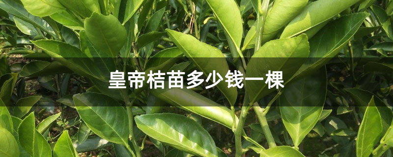 皇帝桔苗多少钱一棵