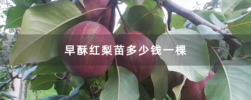 早酥红梨苗多少钱一棵