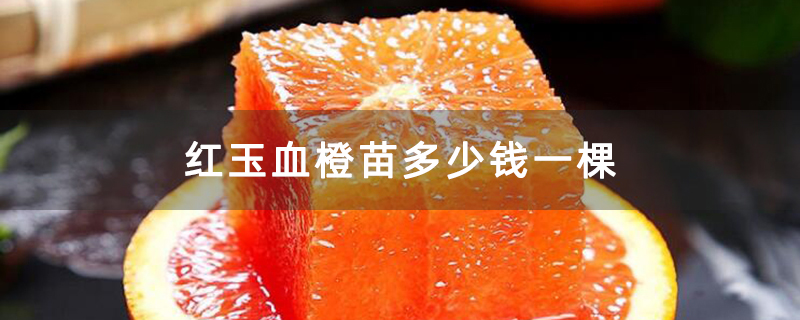 红玉血橙苗多少钱一棵
