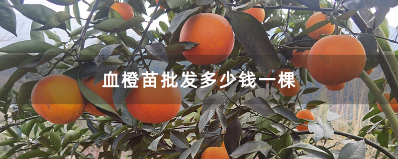血橙苗批发多少钱一棵