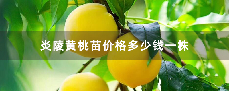 炎陵黄桃苗价格多少钱一株