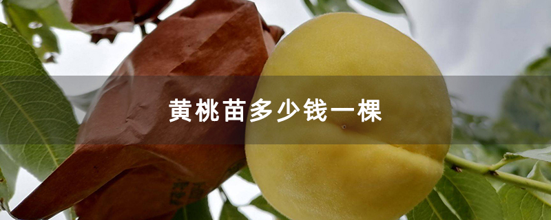 黄桃苗多少钱一棵