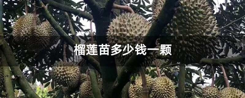 榴莲苗多少钱一颗