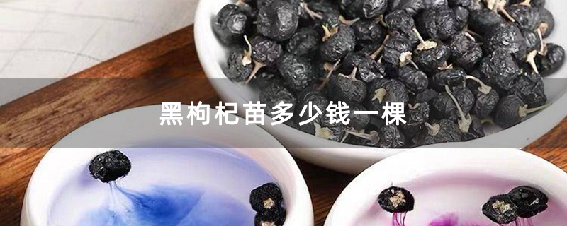 黑枸杞苗多少钱一棵