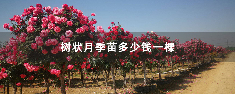 树状月季苗多少钱一棵
