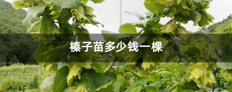 榛子苗多少钱一棵