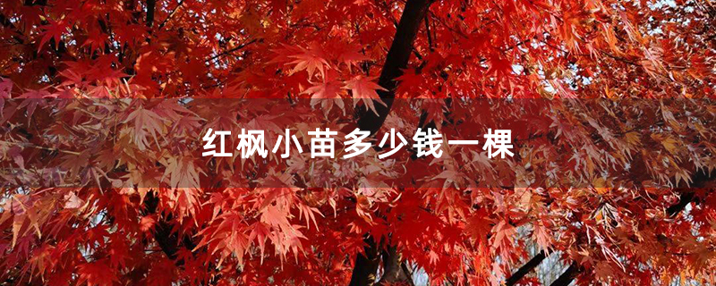 红枫树苗价格多少钱一棵