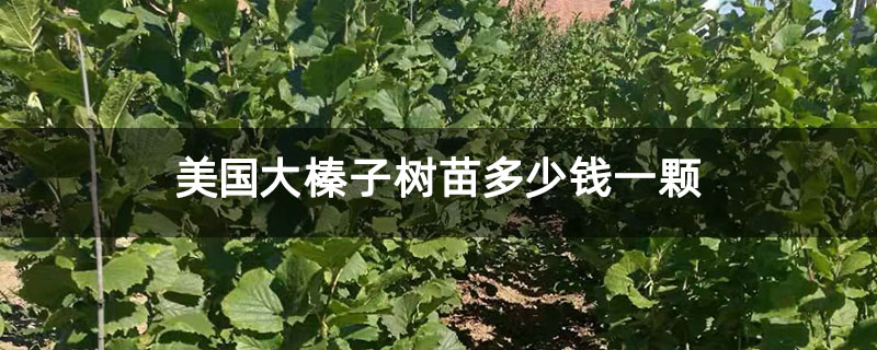 美国大榛子树苗多少钱一颗 美国大榛子树苗多少钱一颗