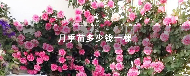 月季苗多少钱一棵