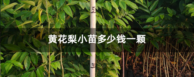 黄花梨小苗多少钱一颗 黄花梨小苗多少钱一颗