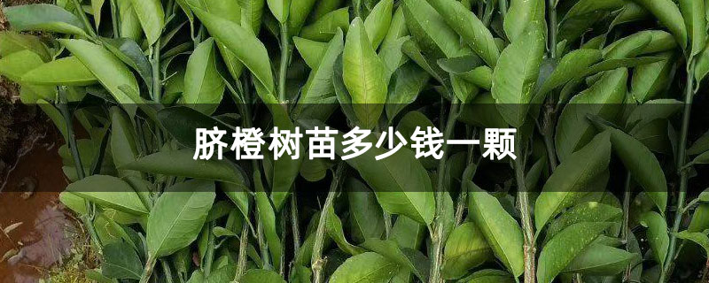脐橙树苗多少钱一颗 脐橙树苗多少钱一颗