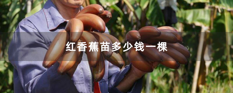 红香蕉苗多少钱一棵