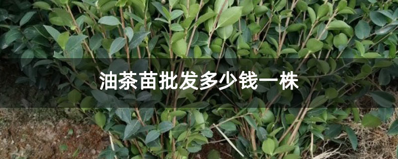 油茶苗批发多少钱一株