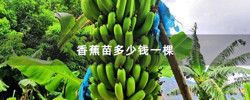 香蕉苗多少钱一棵