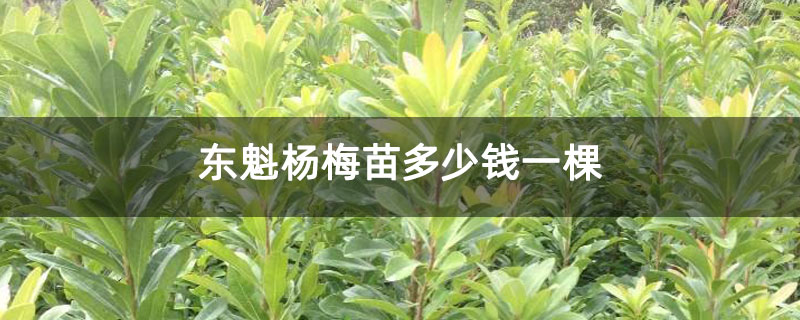 东魁杨梅苗多少钱一棵