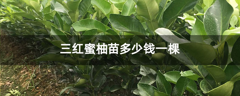三红蜜柚苗多少钱一棵