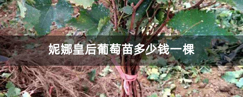 妮娜皇后葡萄苗多少钱一棵