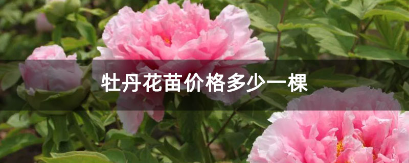 牡丹花苗价格多少一棵 牡丹花苗价格多少一棵