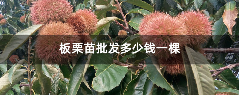 板栗苗批发多少钱一棵