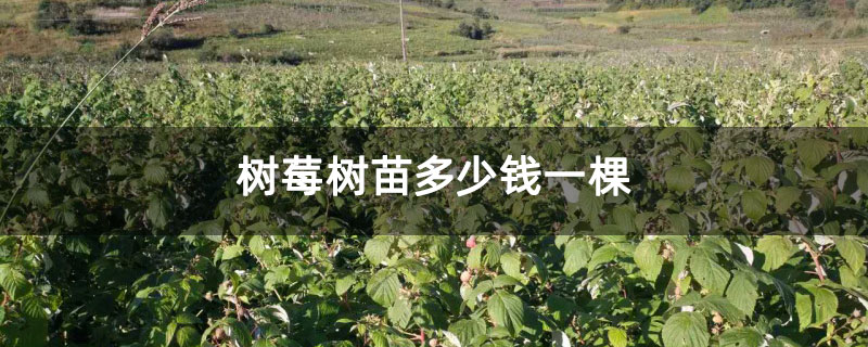树莓树苗多少钱一棵