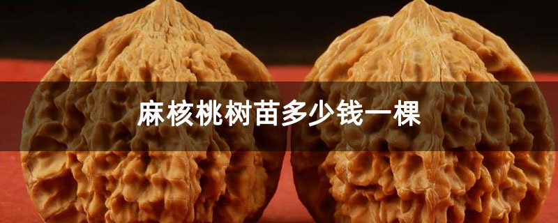 麻核桃树苗多少钱一棵