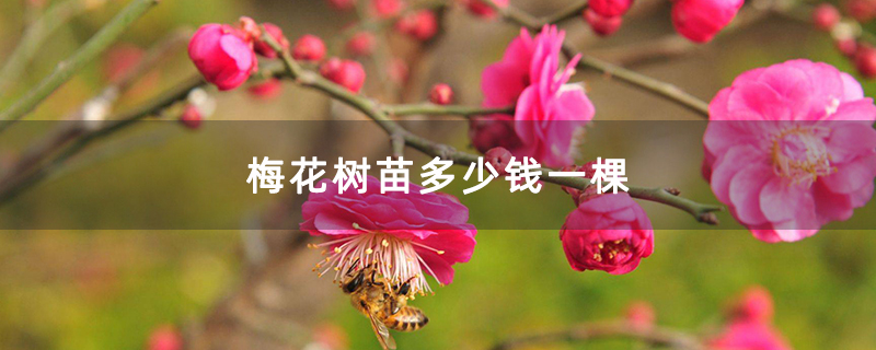 梅花树苗多少钱一棵