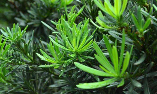 罗汉松价格多少钱一棵？罗汉松种植方法有哪些？