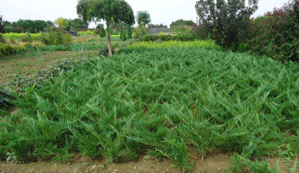 沙地柏价格多少钱一棵？沙地柏的种植技术