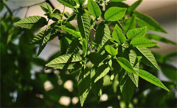 榉树价格多少钱一棵？榉树的种植方法