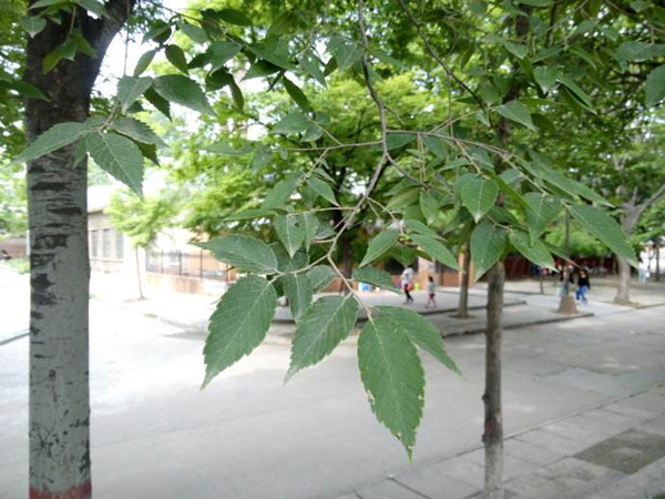 榉树