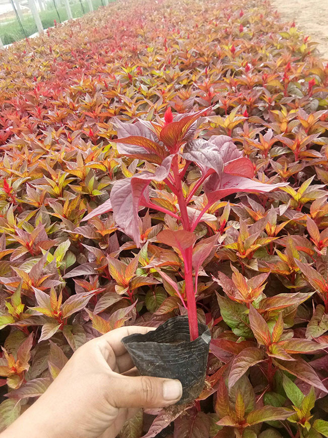 鸡冠花