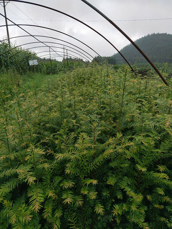 红豆杉价格表多少钱一棵?红豆杉种植方法和注意事项