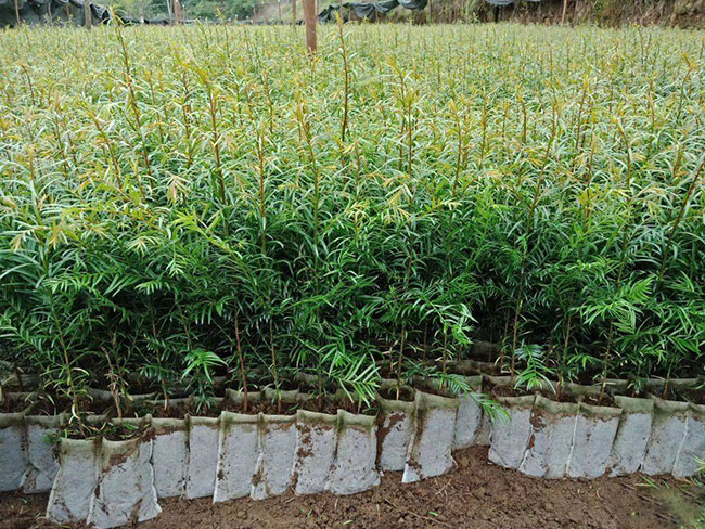 红豆杉价格表多少钱一棵?红豆杉种植方法和注意事项