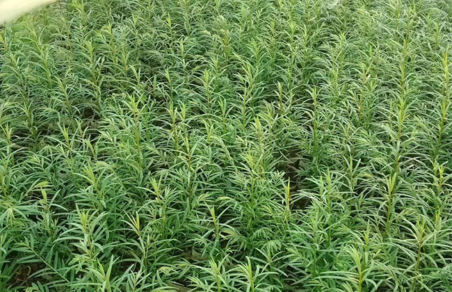 红豆杉价格表多少钱一棵?红豆杉种植方法和注意事项
