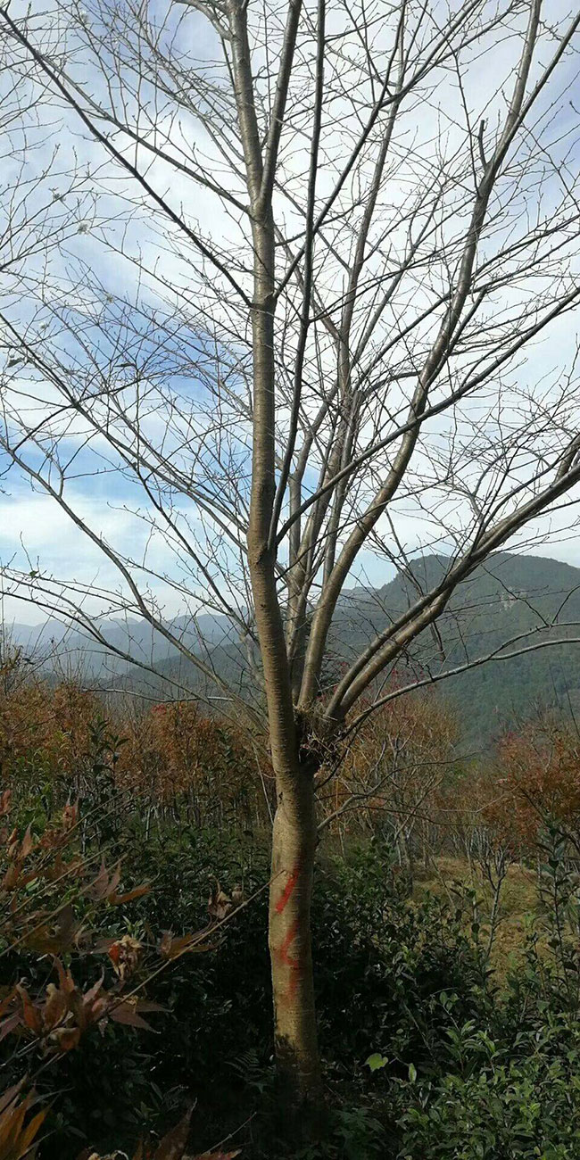 樱花苗木价格多少钱一棵?樱花如何种植?