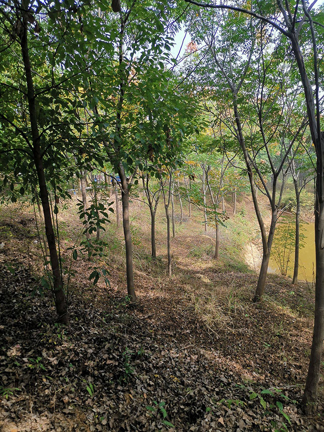 黄山栾树价格多少钱一棵?黄山栾树种植方法有哪些?