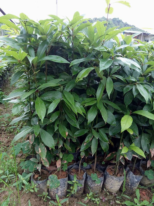 楠木的价格多少钱一棵?楠木种植方法和注意事项