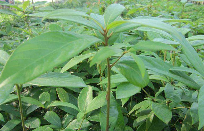 楠木的价格多少钱一棵?楠木种植方法和注意事项