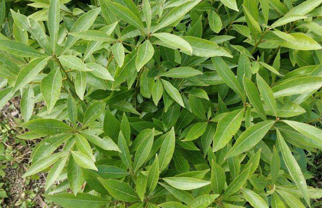 楠木的价格多少钱一棵?楠木种植方法和注意事项