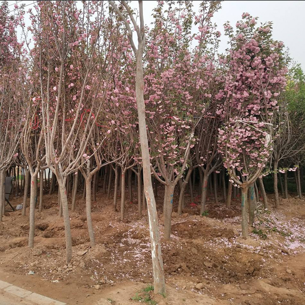 樱花树