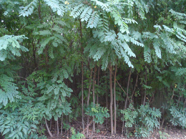 刺槐价格多少钱一棵？刺槐种植方法有哪些？