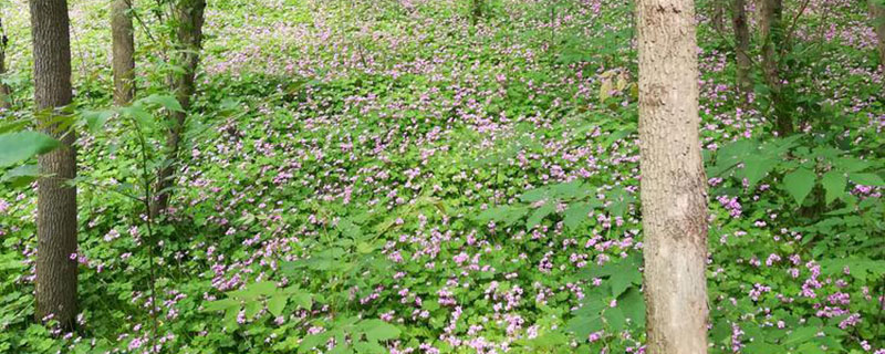 3月份播种紫云英几月开花