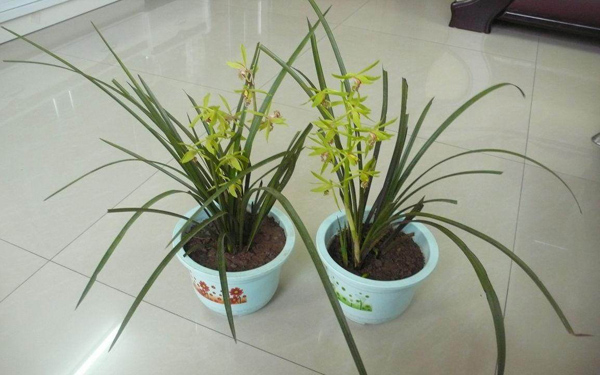 兰草
