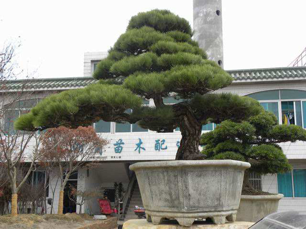 造型黑松价格多少钱一棵？造型黑松的种植方法