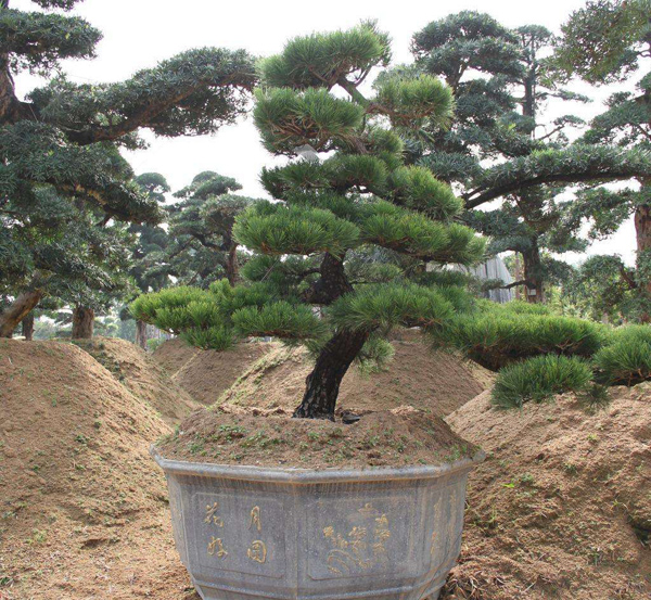造型黑松